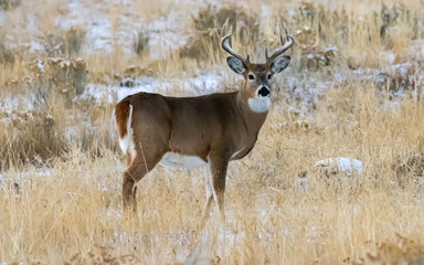 Wyoming Buck
