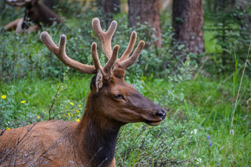 An adult elk with brown fur and soft antlers laying amongst the low lying shrubs in the long grass on the floor of the pine forest with textured tree trunks in the background on a sunny day.