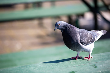 pigeon in the park