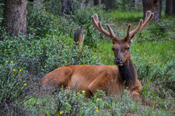 An adult elk with brown fur and large soft antlers looking at the camera while laying amongst the low lying shrubs and yellow flowers in the long grass on the floor of the pine forest.