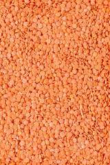 Close up macro of raw red lentils
