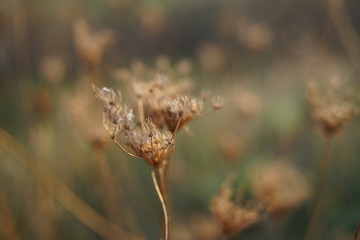 Wild brown flowers grow in autumn blurred field at sunset.