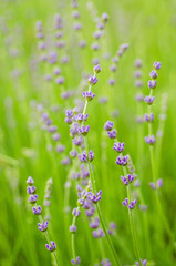 Lavender beautiful flowers