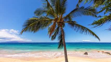 Obraz na płótnie Canvas Coconut palm tree, turquoise Sea and White sandy beach