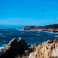 Fototapeta na wymiar Point Lobos Cliff Bird Flying