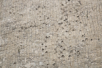 Cal Orcko paleontological site in Sucre. Steep wall with thousands o dinosaur foot prints.