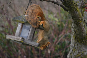 Hungry Squirrel