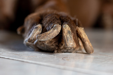 Dog´s long nails. Chronic pets deseasses or sikness. Dry long nails hiperqueratosis 