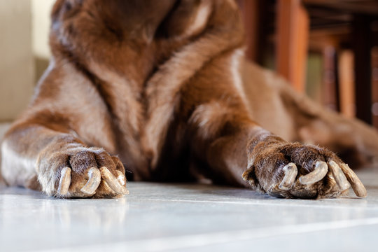 Brown labrador partial view of torso and falanges with long abnormal nails. Chronic pets sikness. Dry long nails hiperqueratosis . Selective focus.