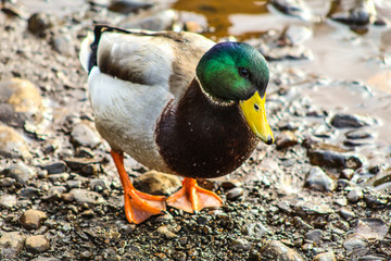 mallard duck