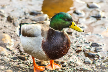 mallard duck