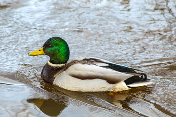 duck in the water