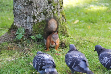 A young squirrel with pine nuts confronts three pigeons
