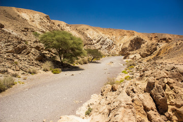 Deserto del Negev Israeli rocky canyon scenery landscape dry environment with lonely tree in passage between hills 