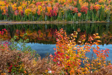 Colorful Maple trees in Autumn at the Lake