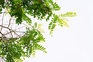 Obraz premium branch with green leaves isolated on white