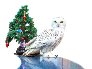 New year polar owl with a Christmas tree, isolate on a white background. strict festive bird, yellow eyes photo