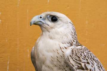 white gyrfalcon, head on a yellow background, rare hunting bird