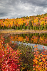 Colorful Autumn Foliage at the Lake