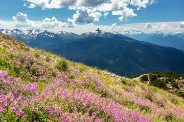 Fototapeta na wymiar Wildflowers on Whistler Mountain with a view of Black tusk Mountain from the High Note hiking trail