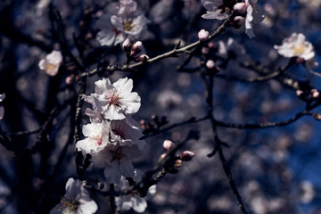 White flowers of the almond tree in the twilight. Abstract dark blurred background.