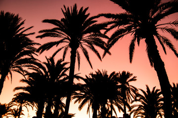 Fototapeta na wymiar palmeras en la smbra