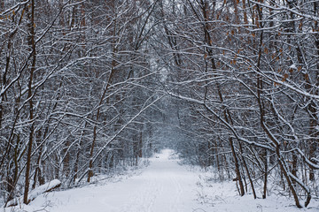 Winter forest with path