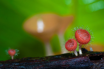 Obraz premium Orange mushroom or Champagne mushroom in rain forest, Thailand.