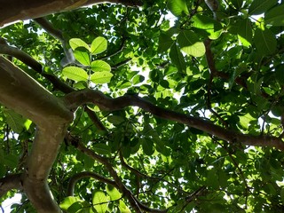 tree with green leaves