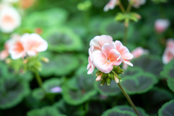 Fototapeta premium The background image of the colorful flowers