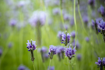 The background image of the colorful flowers
