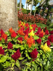 flowers in the garden