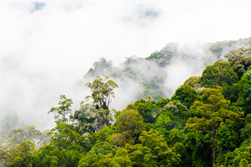 Shorea curtisii Dyer ex King, Shorea curtisii is a tree with a huge hemispherical crown; it can...