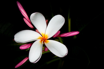 plumeria are tropical trees famous