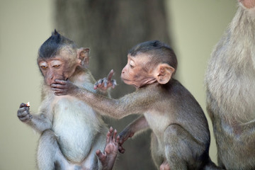 可愛いサル