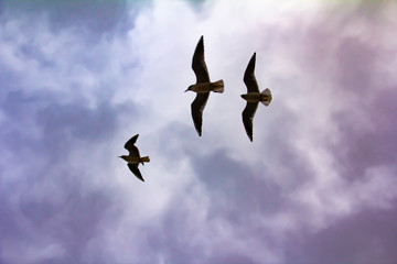 three birds fly in the sky