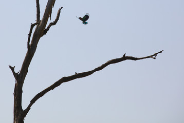 NB__9383 Colorful bird landing on tree