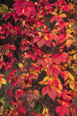 Wild grape red leaves