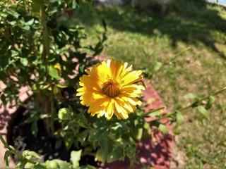 bee on flower