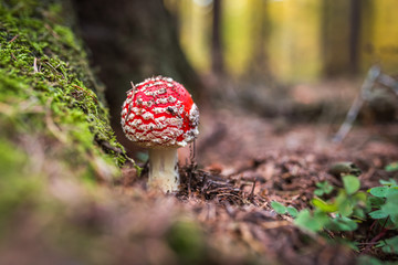 Amanita muscaria, commonly known as the fly agaric or fly amanita, is a basidiomycete of the genus Amanita. Although as poisonous, reports of human deaths resulting from its ingestion are rare.