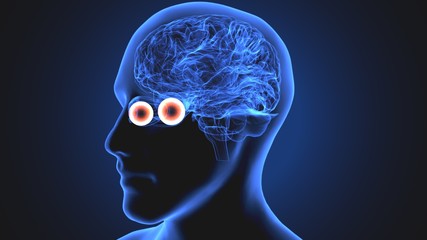 3d illustration human body eye anatomy human body organ