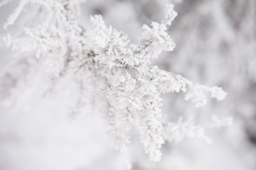 Frosty branches in hoarfrost. Winter mood. Frosty morning. Beauty of winter