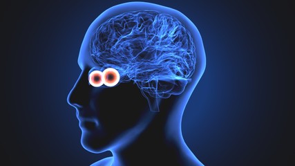 3d illustration human body eye anatomy human body organ