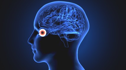 3d render of human eye sclera anatomy