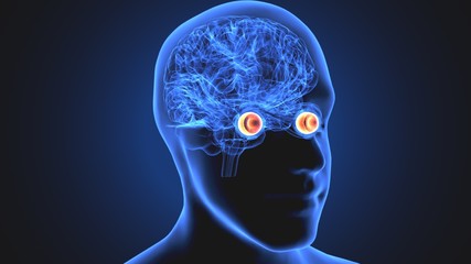 3d render of human eye sclera anatomy