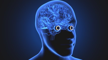 Obraz premium 3d illustration human body eye anatomy human body organ