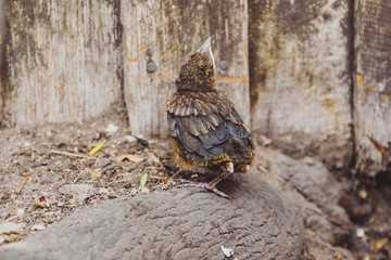 baby bird chick for the first time outside the nest and looking around