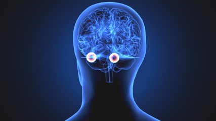 3d render of human eye sclera anatomy