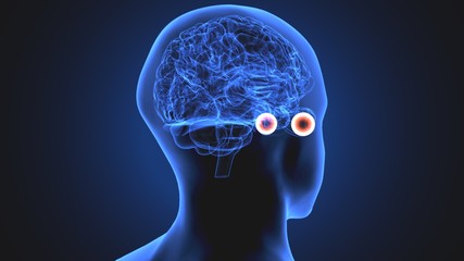 3d render of human eye sclera anatomy