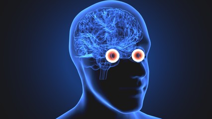Obraz premium 3d render of human eye sclera anatomy